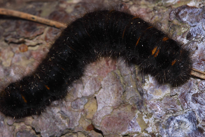 Larva da identificare - Macrothylacia rubi